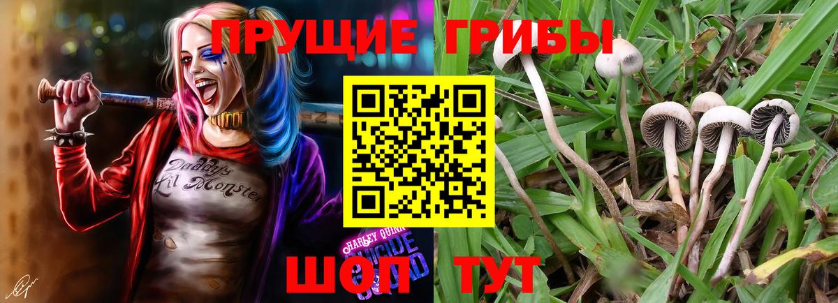 Псилоцибиновые грибы Psilocybe Соль-Илецк